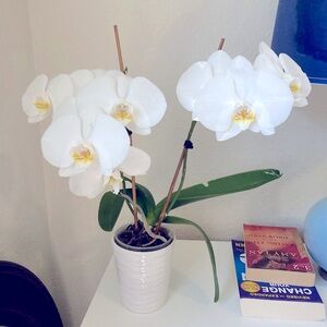 Meet your Posher, Emma